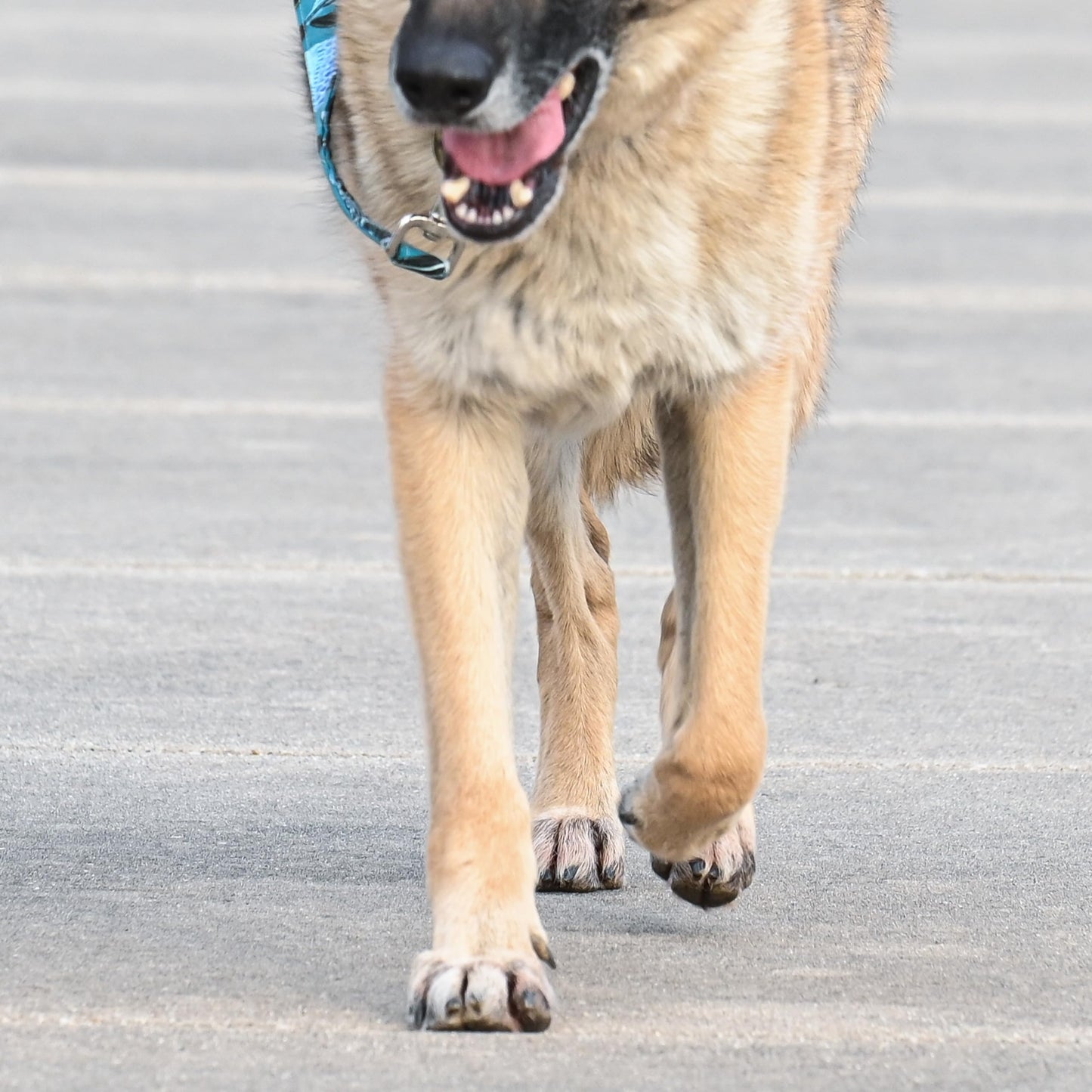 Rhino Wax - Dog Paw Street Wax 2oz - Use Before Taking Dogs on Hot Streets or Pavement - Balm Protects Against Hot Surfaces, Rocks & Road Debris - Moisturizes and Improves Elasticity - Lick-Safe - USA