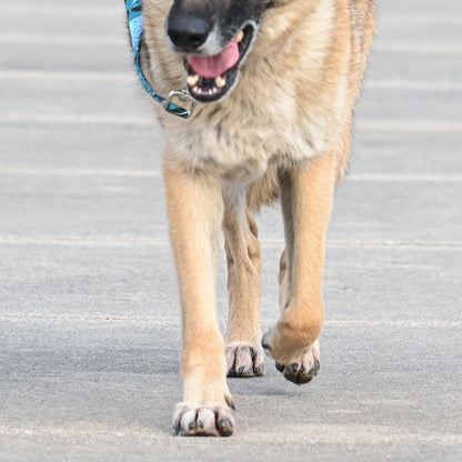 Rhino Wax - Dog Paw Street Wax 2oz - Use Before Taking Dogs on Hot Streets or Pavement - Balm Protects Against Hot Surfaces, Rocks & Road Debris - Moisturizes and Improves Elasticity - Lick-Safe - USA